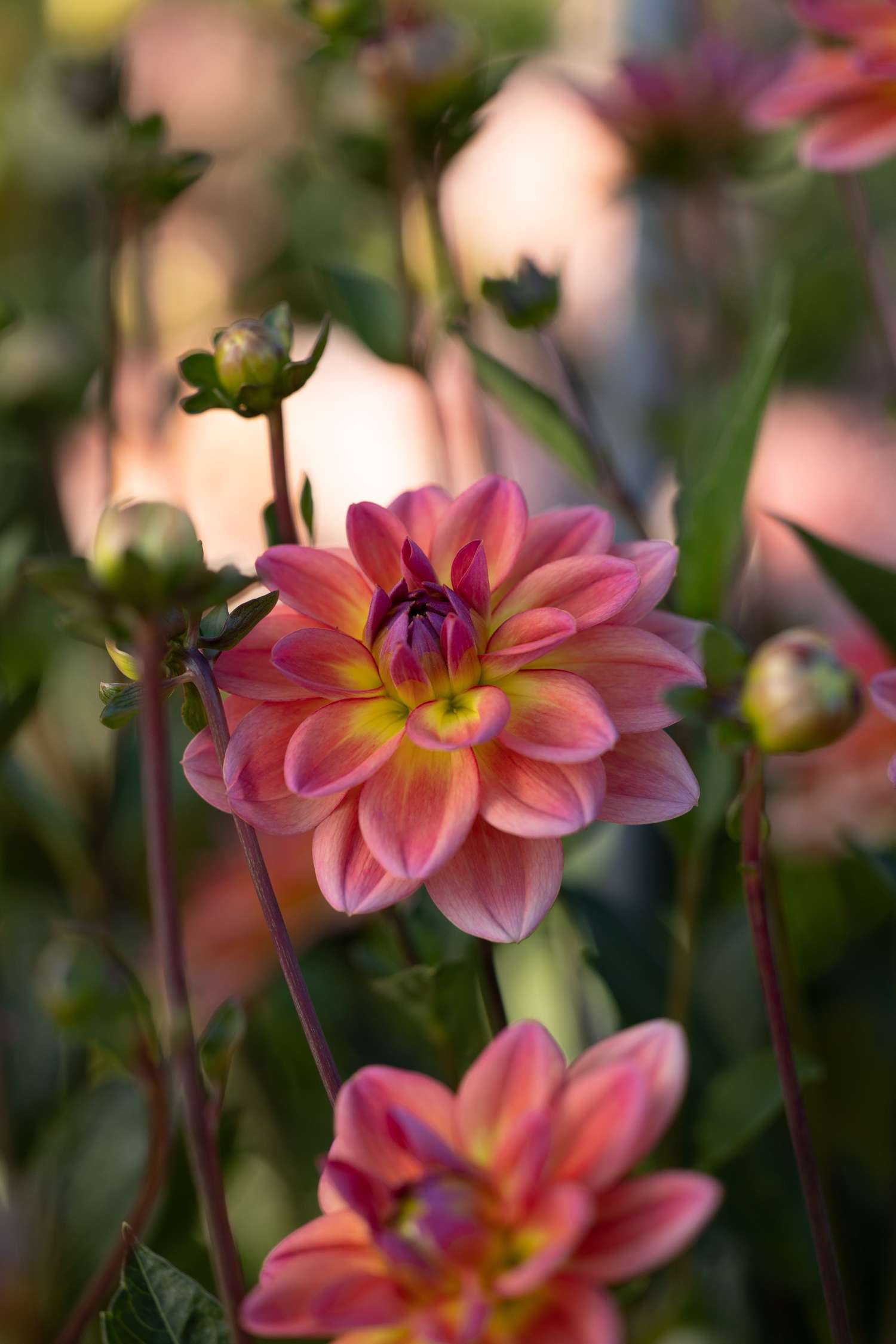 Dahlie 'Pacific View'